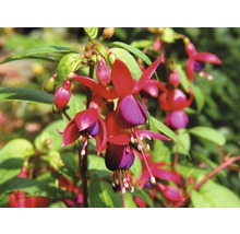 Närbild av en fuchsia med röda och violetta blommor.