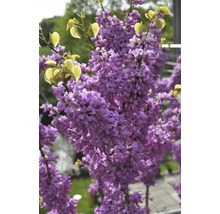 Blommande Judas träd med blommor och blad