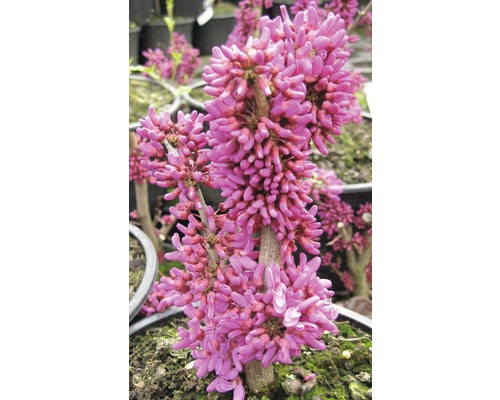 Judasträd med rosa blommor i en kruka.