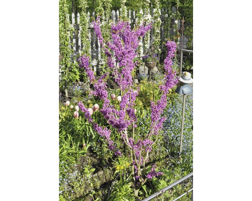 Judasträd i trädgård med staket och dekorationer