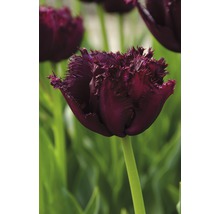 Närbild av en enda tulpan med fransiga kronblad