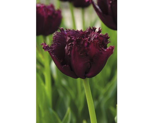 Närbild av en enda tulpan med fransiga kronblad