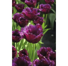 Närbild av fransiga tulpaner i en rabatt