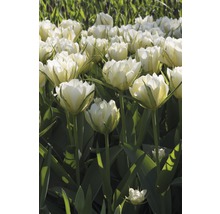 Fält med vita tulpanblommor