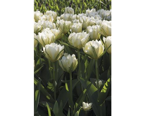 Fält med vita tulpanblommor