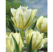 Grupp tulpanblommor med vitgröna kronblad och gröna stjälkar