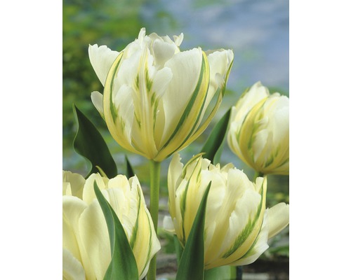 Grupp tulpanblommor med vitgröna kronblad och gröna stjälkar