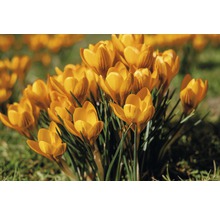 Gula krokusar i trädgården