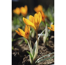 Närbild av krokusblommor i en trädgård.