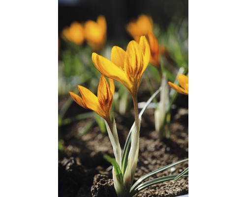 Närbild av krokusblommor i en trädgård.