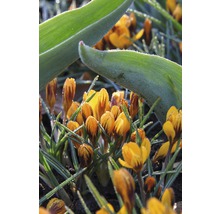 Närbild av gula krokusar i trädgården