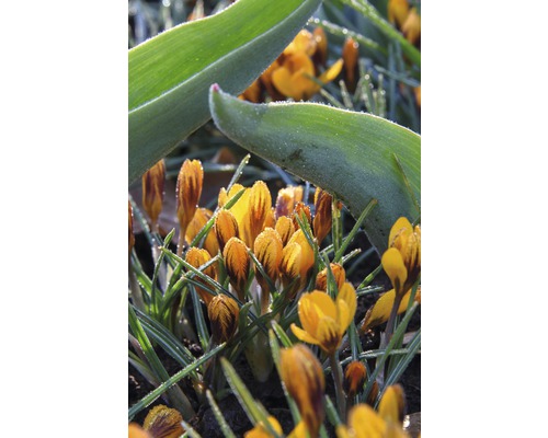 Närbild av gula krokusar i trädgården