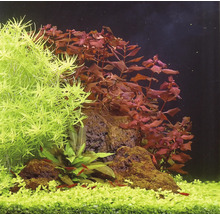 Akvarium dekorerat med vattenväxter och stenar