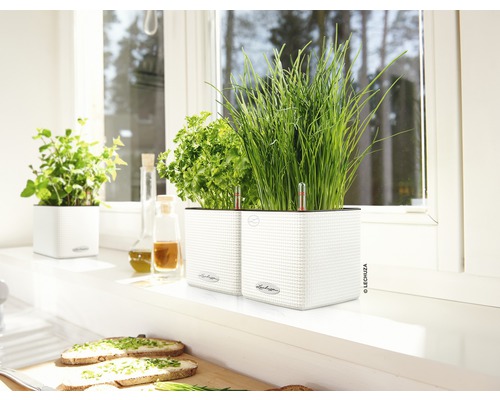 Örtagård med gräslök, persilja och mynta i vita planteringskärl på en fönsterbräda.