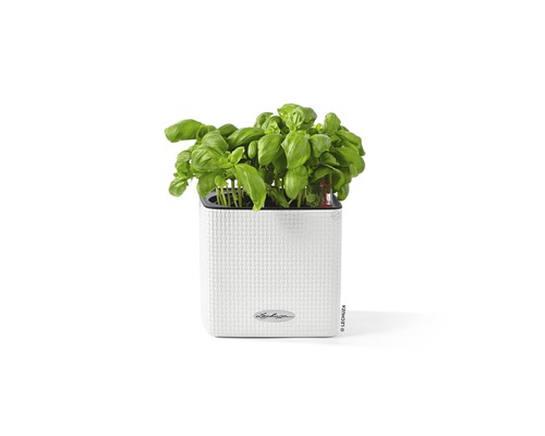 Basilika växt i vit planteringskärl
