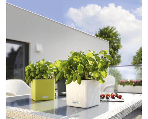 Tre Lechuza-planteringskärl med basilika på ett bord utomhus.