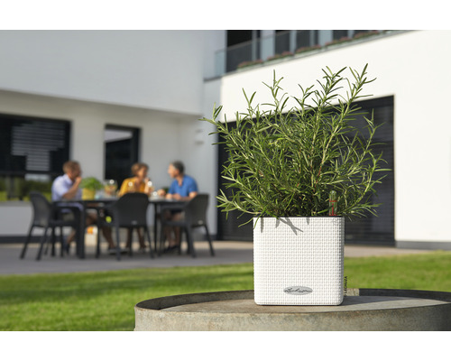 Fyrkantig blomkruka med örter i trädgården