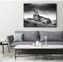 Dekorativ duk med svartvitt foto av ett lejoninna, hängande i ett vardagsrum ovanför en soffa.