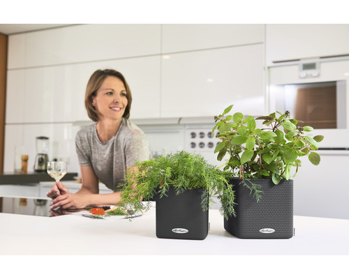 Scen av ett modernt kök med örtkrukor på en köksbänk