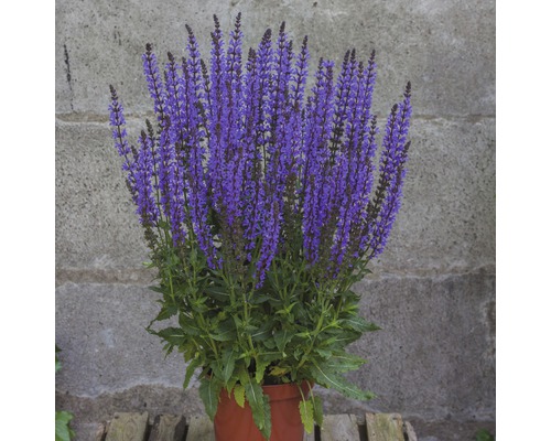 Salvia växt i kruka