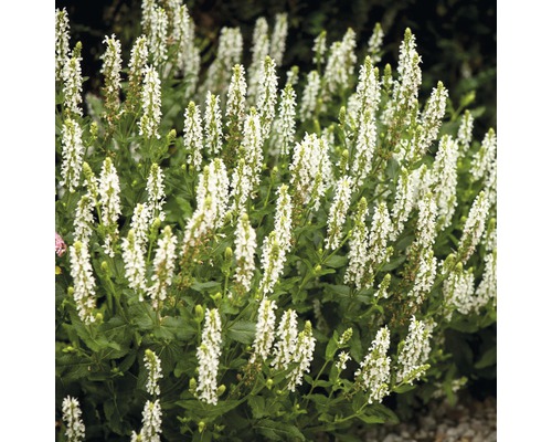 Blommande salvia i trädgården