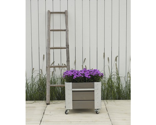 Dekorativ trädgårdsscen med stege, blomlåda på hjul och lila höstastrar