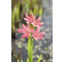 Trefaldig blomma av Schizostylis Coccinea Major på en stjälk