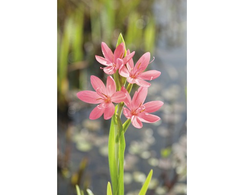 Trefaldig blomma av Schizostylis Coccinea Major på en stjälk