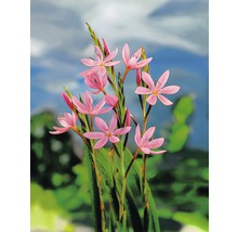 Blommande Schizostylis Coccinea-växt i trädgården