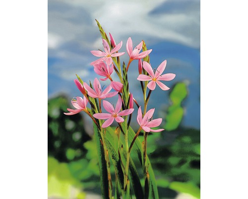 Blommande Schizostylis Coccinea-växt i trädgården