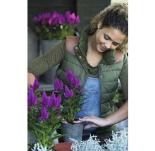 Axamarant FLORASELF Celosia argentea caracas Ø25cm