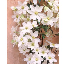 Klätterväxt Klematis med vita blommor