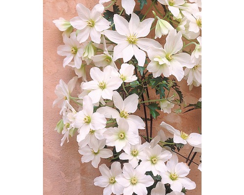 Klätterväxt Klematis med vita blommor