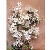 Klätterväxt med vita blommor på en vägg