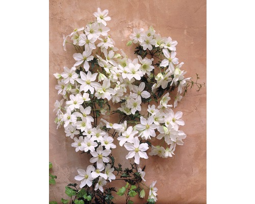 Klätterväxt med vita blommor på en vägg