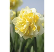 Gul fylld narcissblomma i närbild