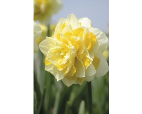 Gul fylld narcissblomma i närbild