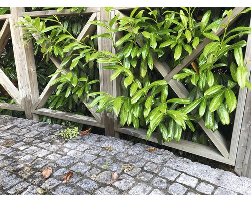 Trästaket med lagerhäck och stenbeläggning