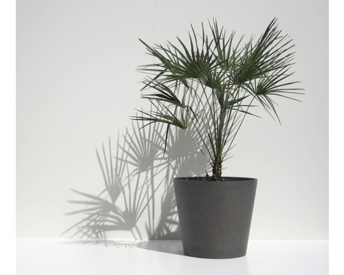 Hampa palm i en kruka
