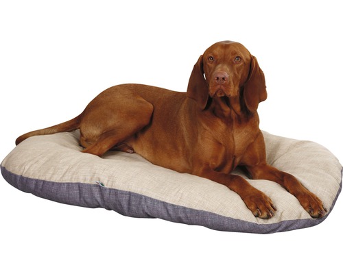 Vizsla hund vilar på en hundsäng