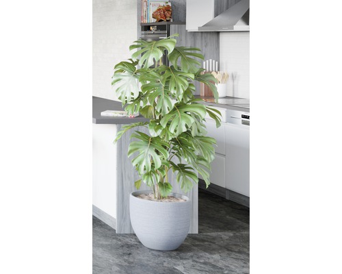 Monstera krukväxt i grå kruka i ett kök