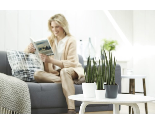 Dekorativa cylinderplantor i krukor på ett bord, med en kvinna som läser en bok i bakgrunden.