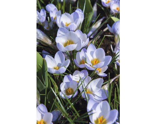 Närbild av blommande krokusar i trädgården