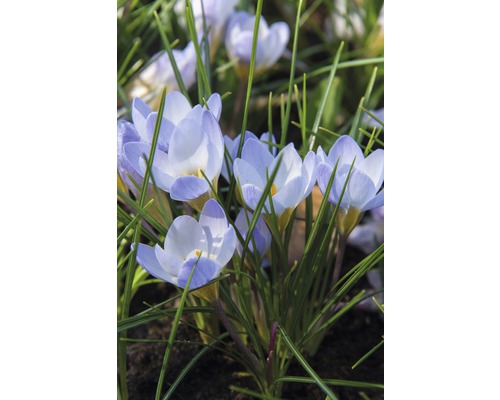 Närbild av krokusar i trädgården.