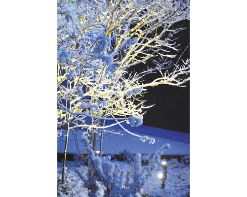 Vinterlandskap med snötäckta träd och trädgårdsbelysning