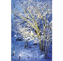 Vinterträdgård med snö och trädgårdsbelysning