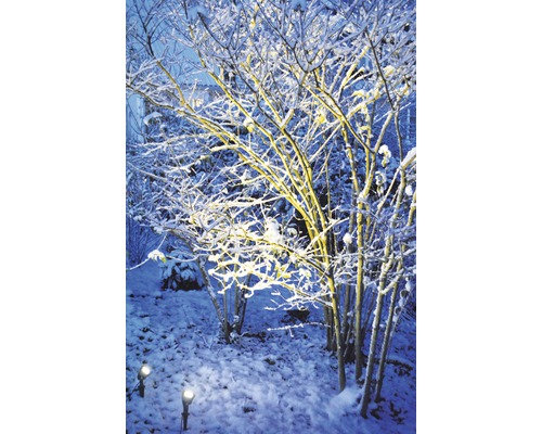 Vinterträdgård med snö och trädgårdsbelysning