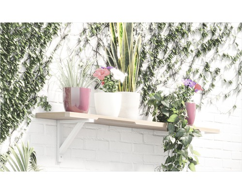 Hylla med olika krukväxter mot en murgrönsbeklädd vägg.