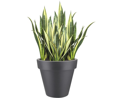 Sansevieria krukväxt i kruka