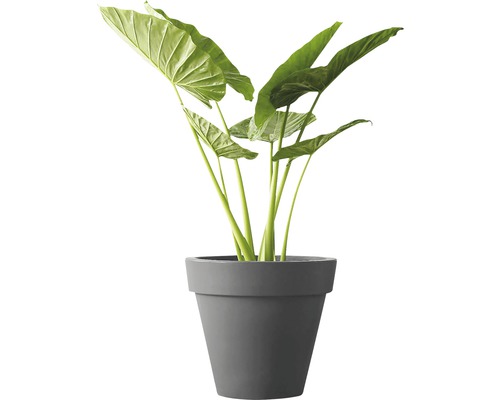 Alocasia krukväxt i kruka